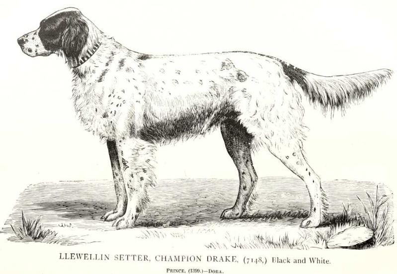 Drake | English Setter 