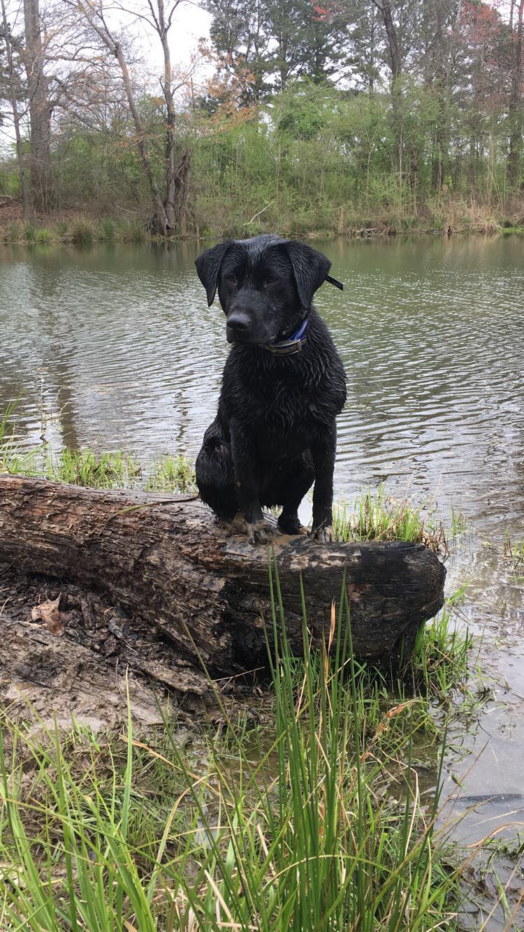 YellowHammer’s Midnight Madness | Black Labrador Retriver