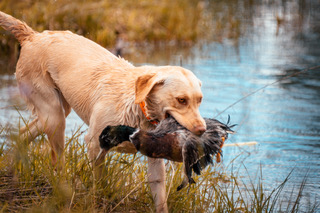 Remington Dawn Of Kurr JH | Yellow Labrador Retriver