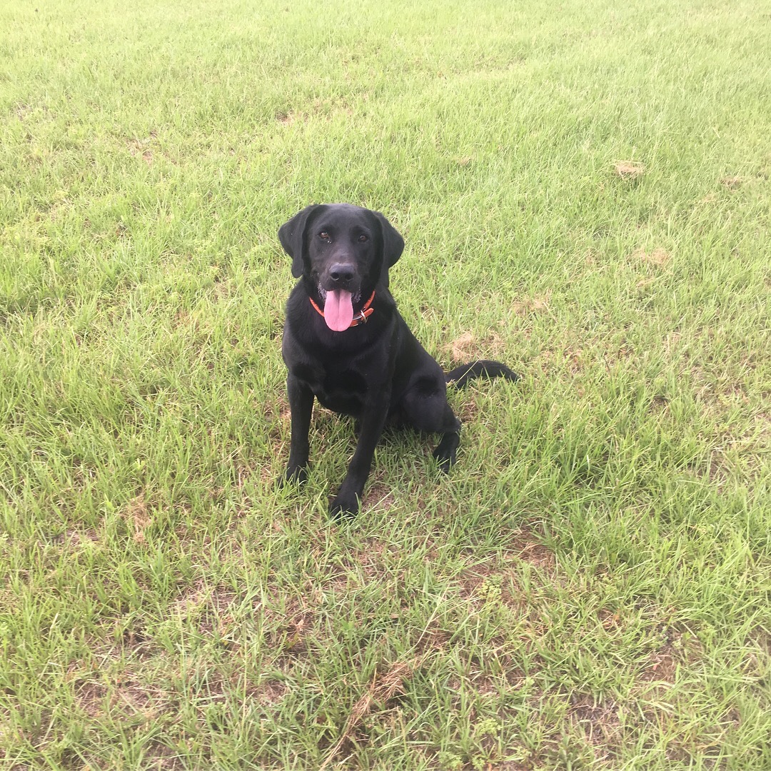 SHR Ironweed Tanks To The Storm | Black Labrador Retriver