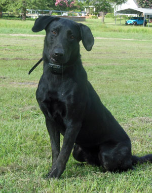 CCK Coast | Black Labrador Retriver