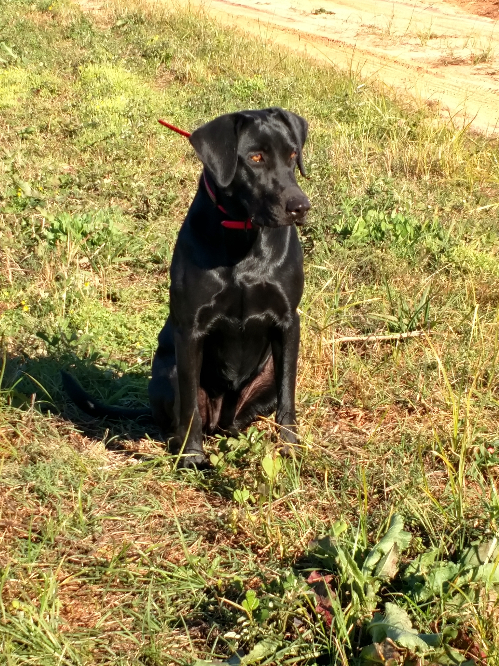 UFTA RNF.CH Shiloh's Raging River | Black Labrador Retriver