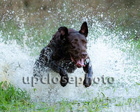 HRCH Blue Clay's Stoney River MH | Chocolate Labrador Retriver