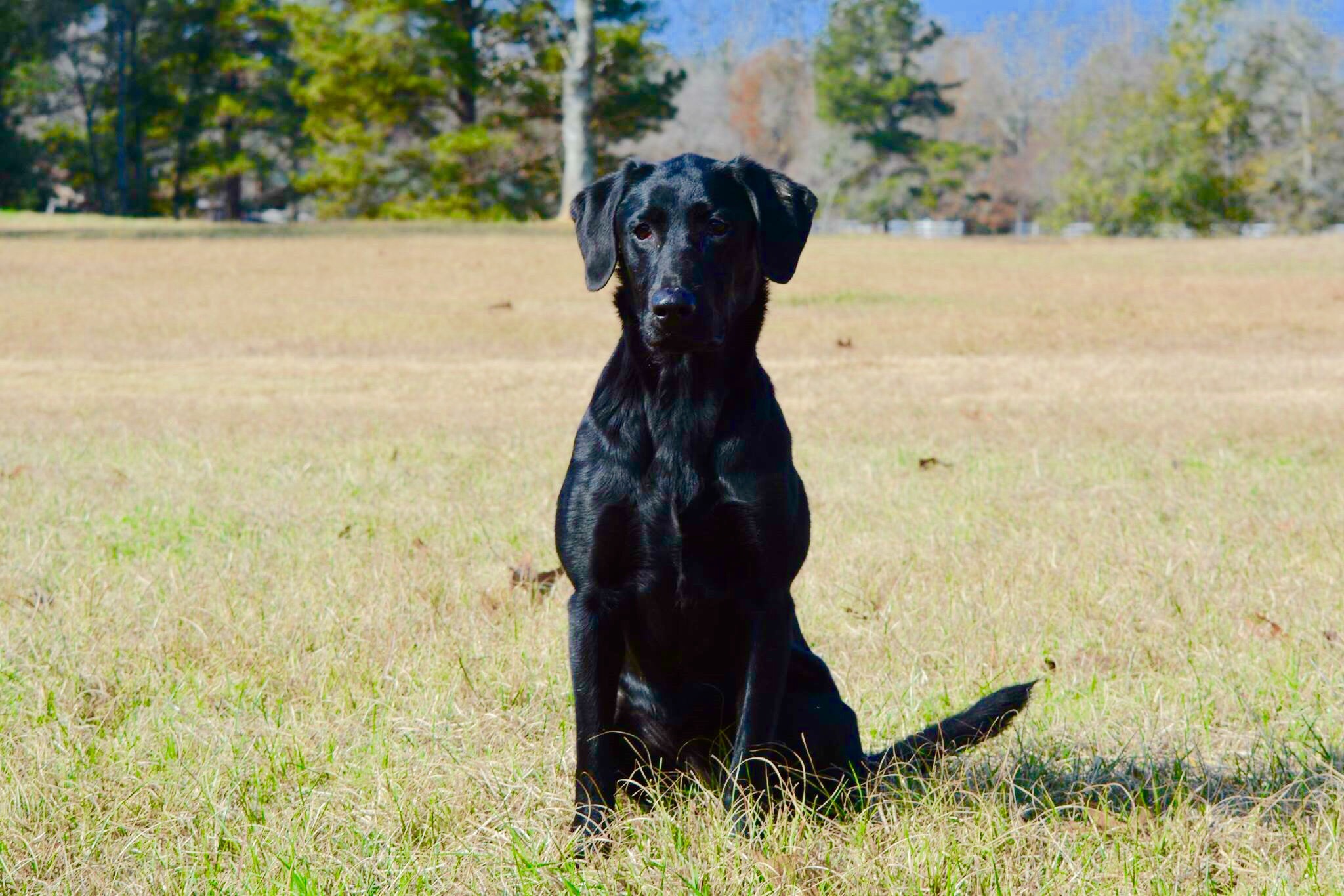 Ticklin’ Tess Is A Mess | Black Labrador Retriver