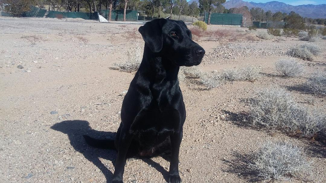 Black Ice's Glory And Praise To Our God QAA | Black Labrador Retriver