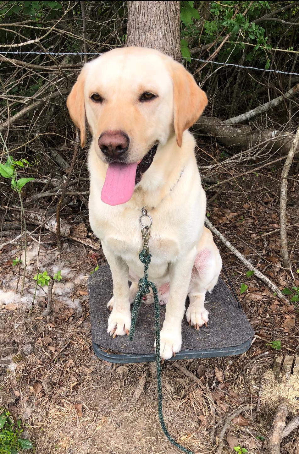 Green Oaks Blues Man | Yellow Labrador Retriver