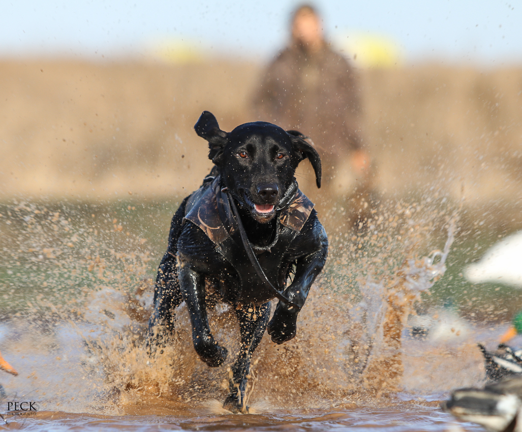 Brittingham's Bag Of Tricks Dixie MH | Black Labrador Retriver