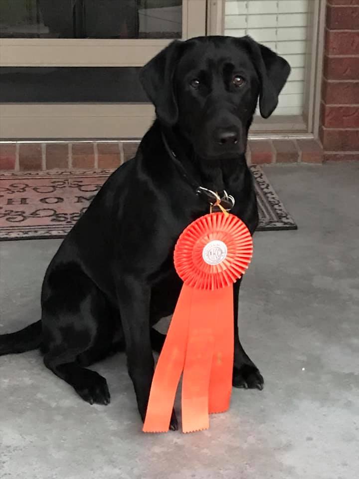 HRCH Lucinda’s Rock’in Midnight Eve SH | Black Labrador Retriver