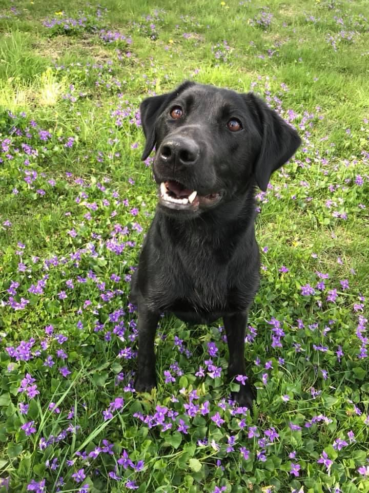 ESD GRCHSD2 SHR Ironpaws Black Rock Island Princess RN RATN | Black Labrador Retriver