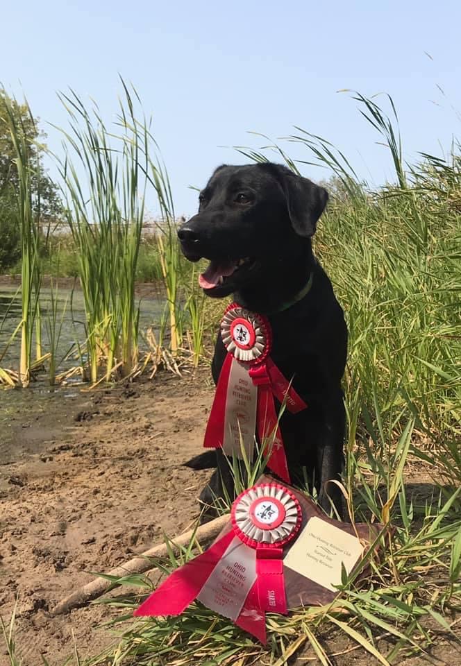 CHSD SHR WSD Ironpaws Chaos Is My Calling RN | Black Labrador Retriver