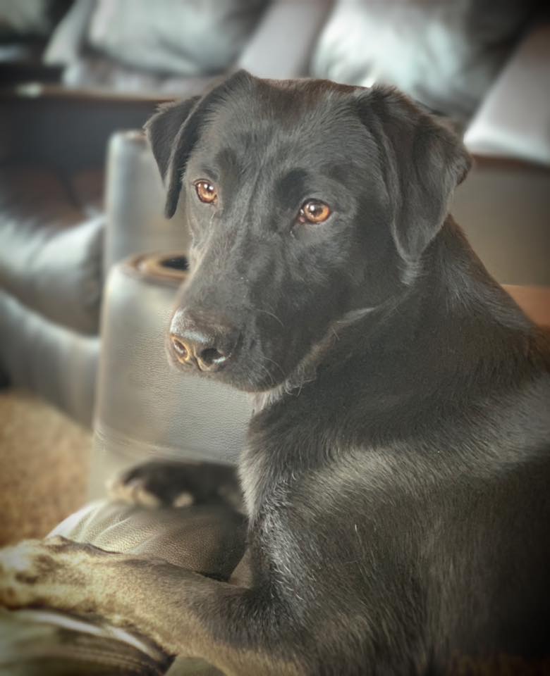 RGD Rushmore's Hellhath No Fury DJ | Black Labrador Retriver