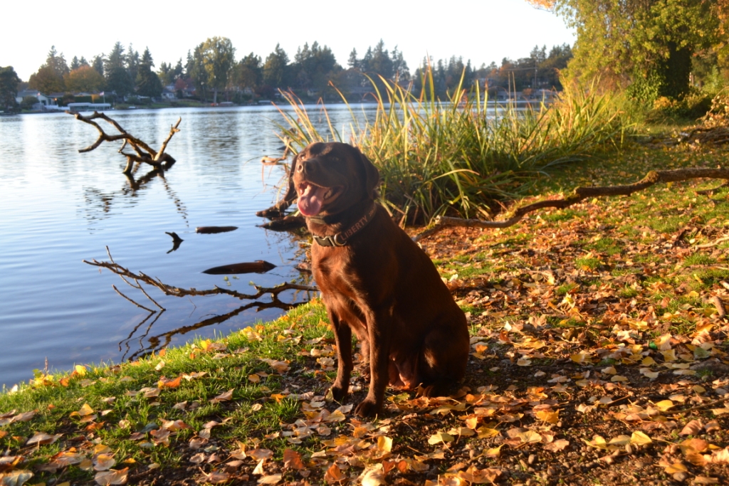 Kingsland's Liberty Magna Carta | Chocolate Labrador Retriver