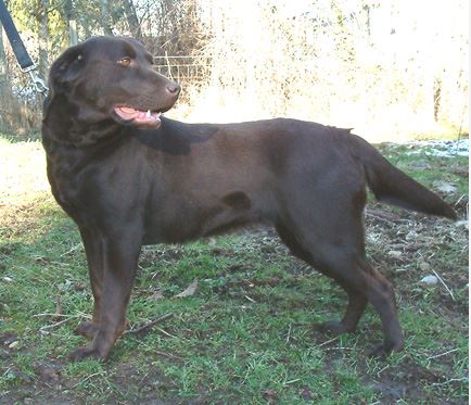 Claddagh's Bella Isabella | Chocolate Labrador Retriver