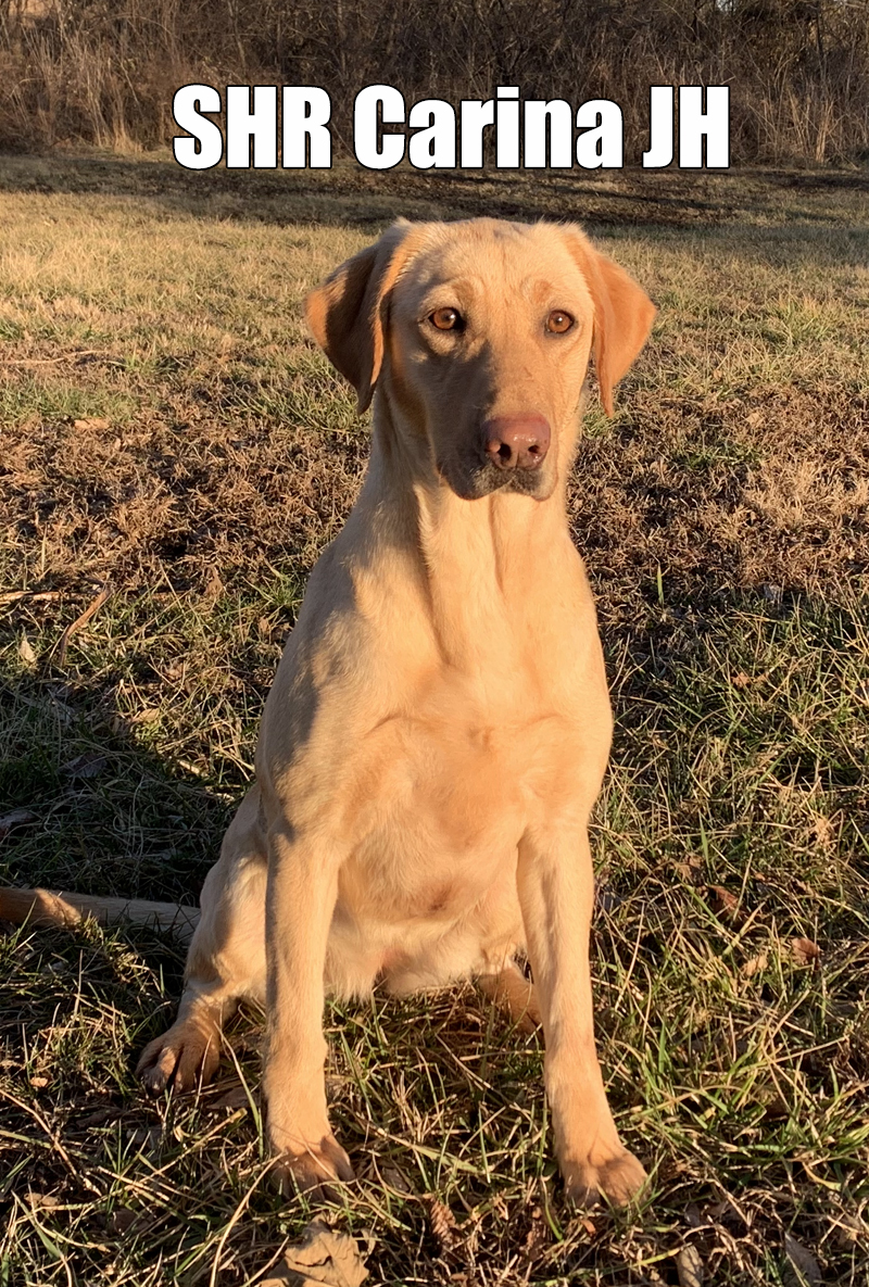 SHR  3 Ring Elegant Keel Of Argo JH | Yellow Labrador Retriver