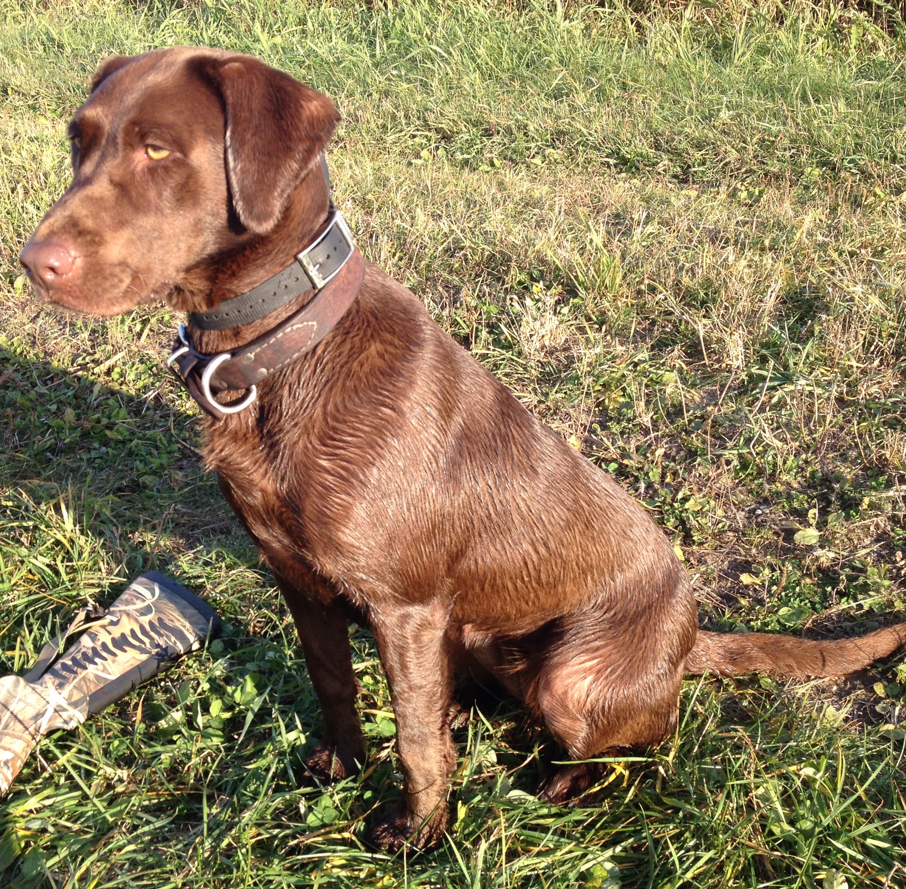 St Avery’s Pleasant Dream | Chocolate Labrador Retriver