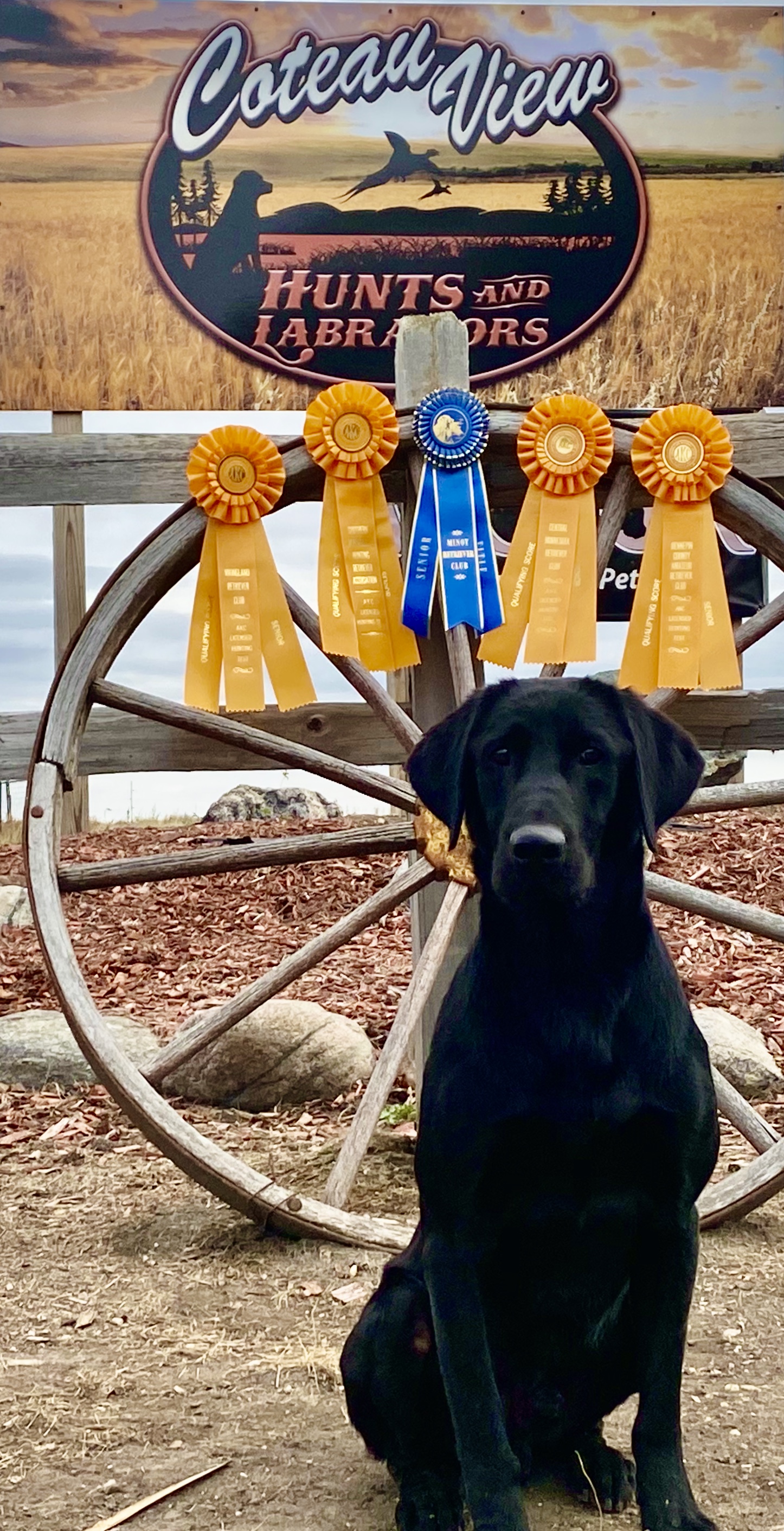 4XGMPR CVK Rock Chalk Aces High MH | Black Labrador Retriver