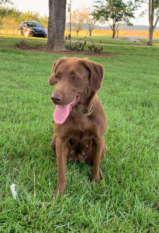 (River Run's) Honest Penny from Duck Til Dawn | Chocolate Labrador Retriver