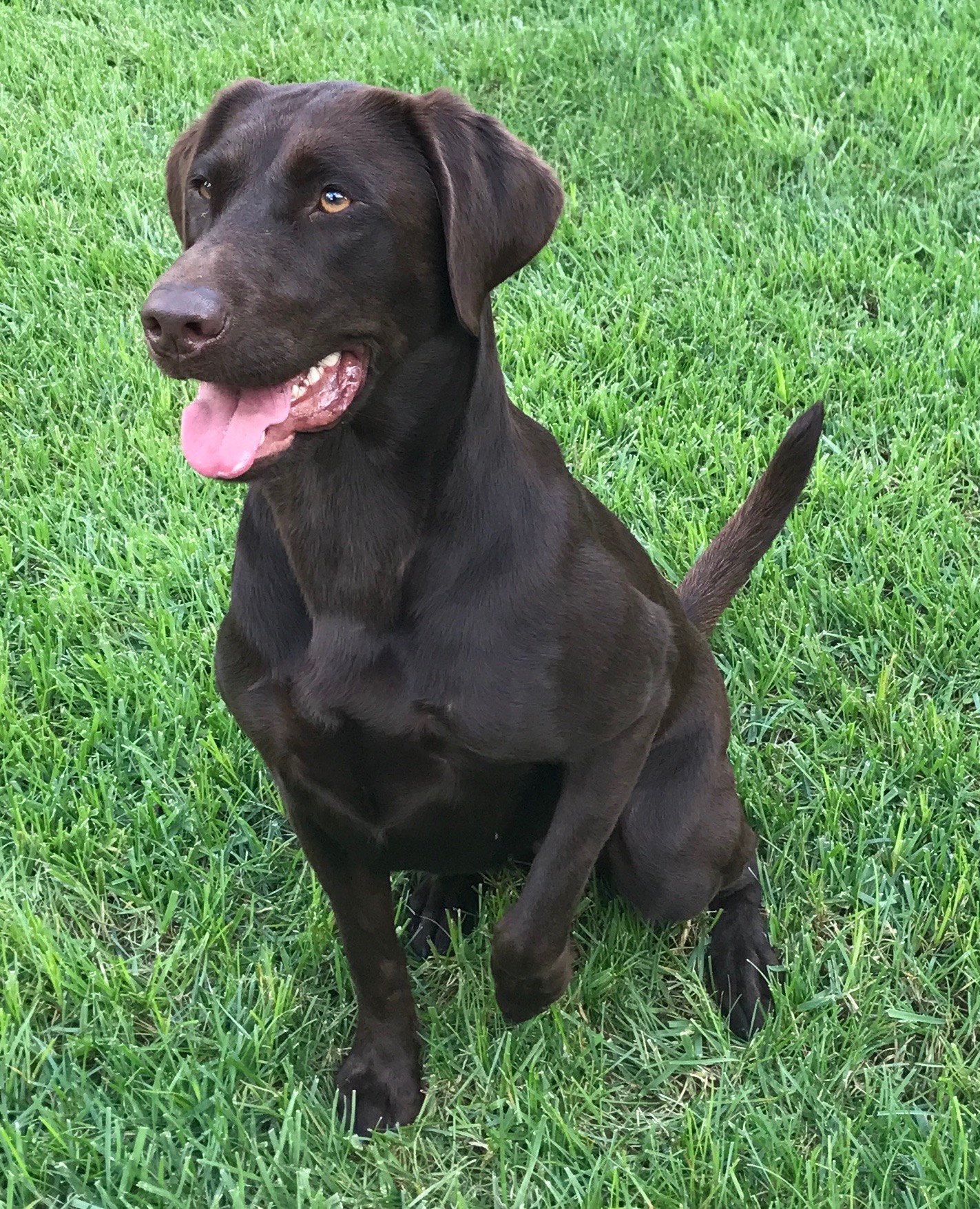 HR Zoey's Take A Chance On Love SH | Chocolate Labrador Retriver