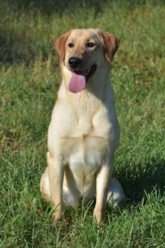 Big Slough Goldie | Yellow Labrador Retriver