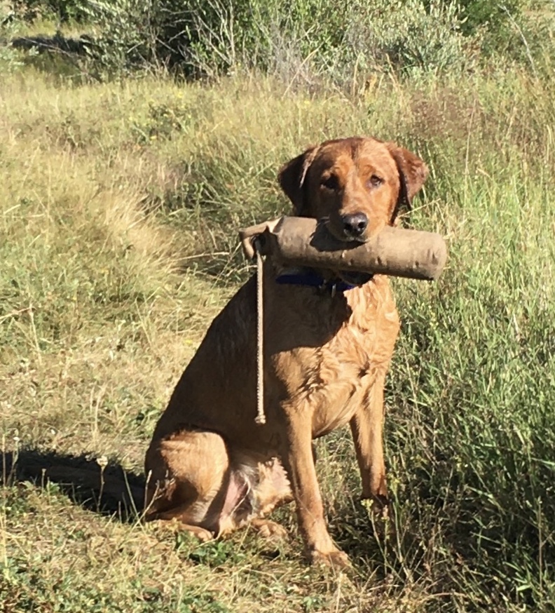 Ramblin Man's Cool Hand Luke JH | Yellow Labrador Retriver