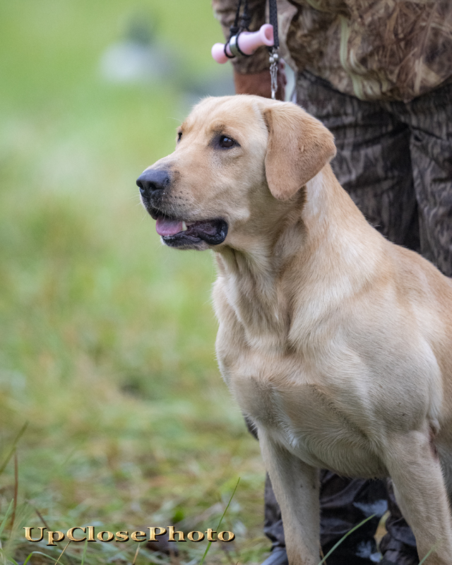 GRHRCH Kingseeds Wild Thing MH | Yellow Labrador Retriver