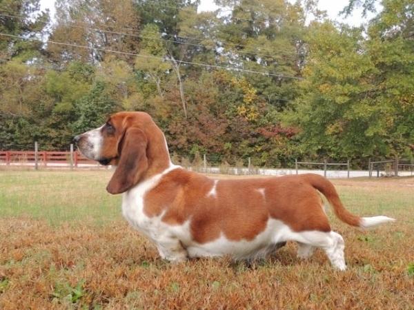 Janzen's Tinkerbell | Basset Hound 