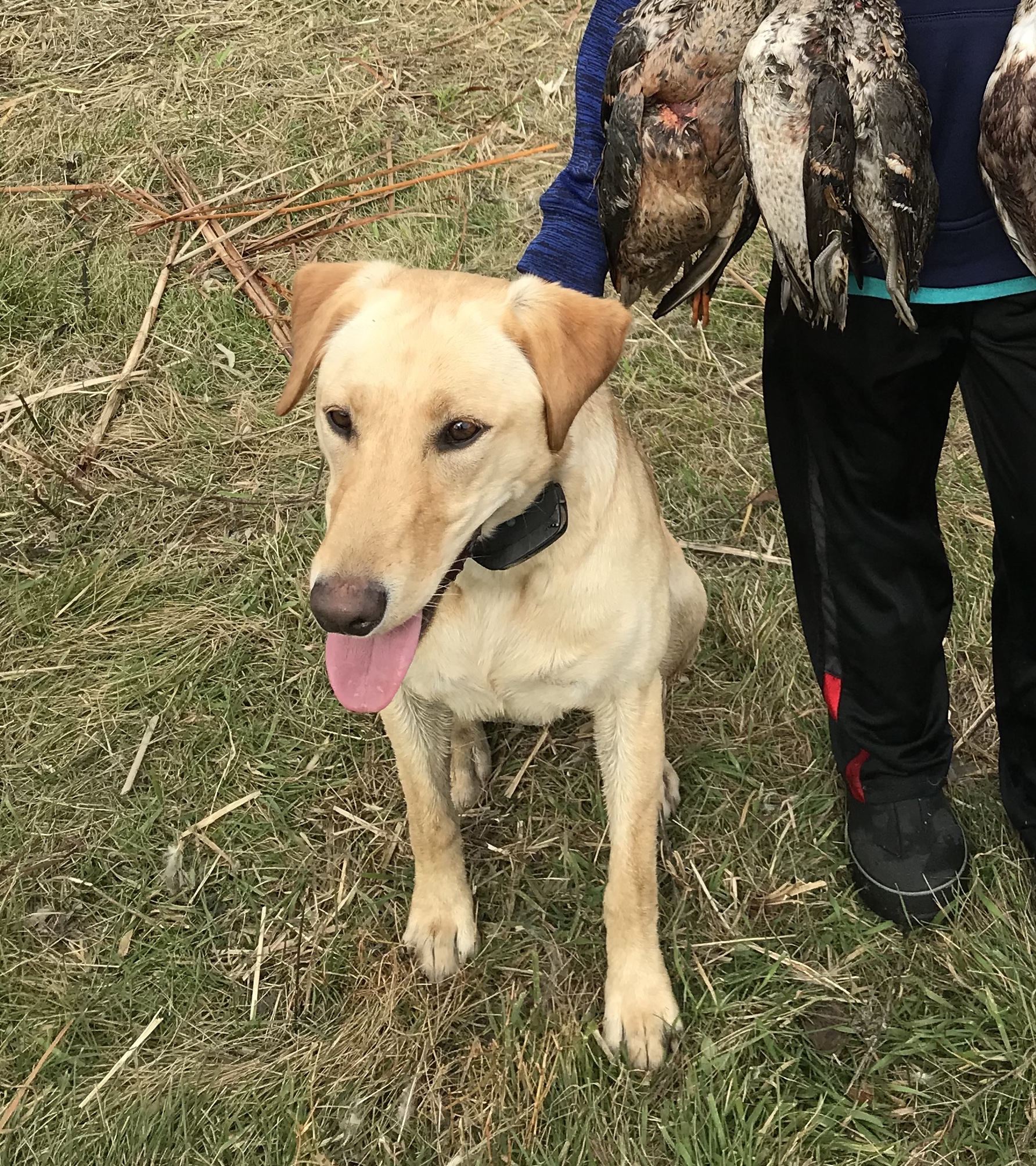 Norse Little Snoop Dogg | Yellow Labrador Retriver