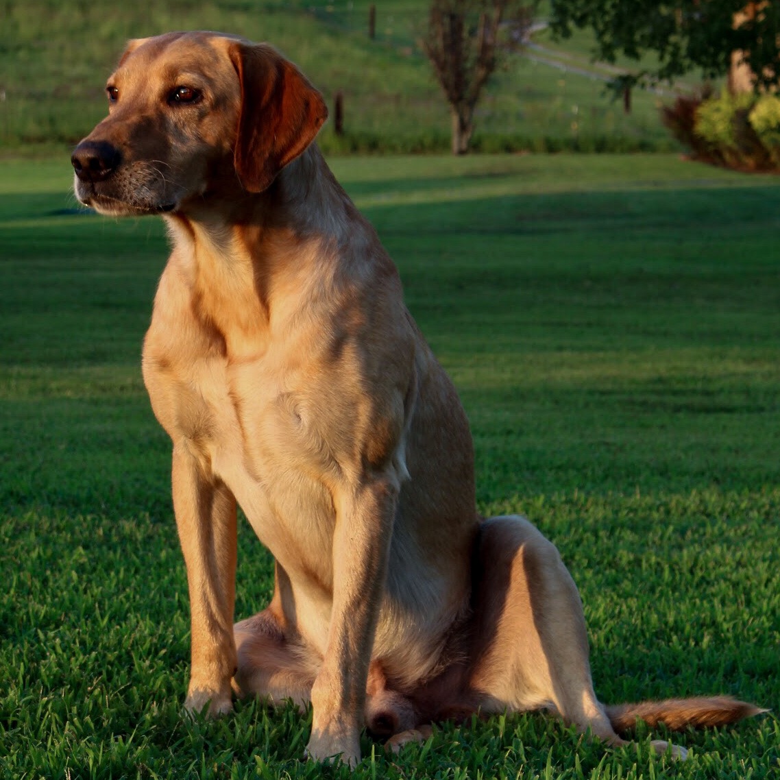 HR Kelley’s Yellow Hurricane MH | Yellow Labrador Retriver