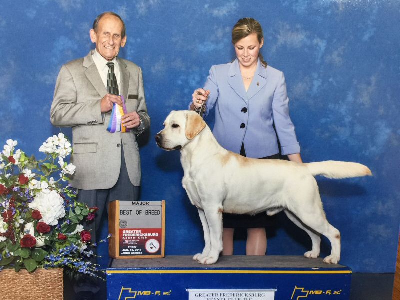 GCH Deep Run Good Time Charley SH | Yellow Labrador Retriver