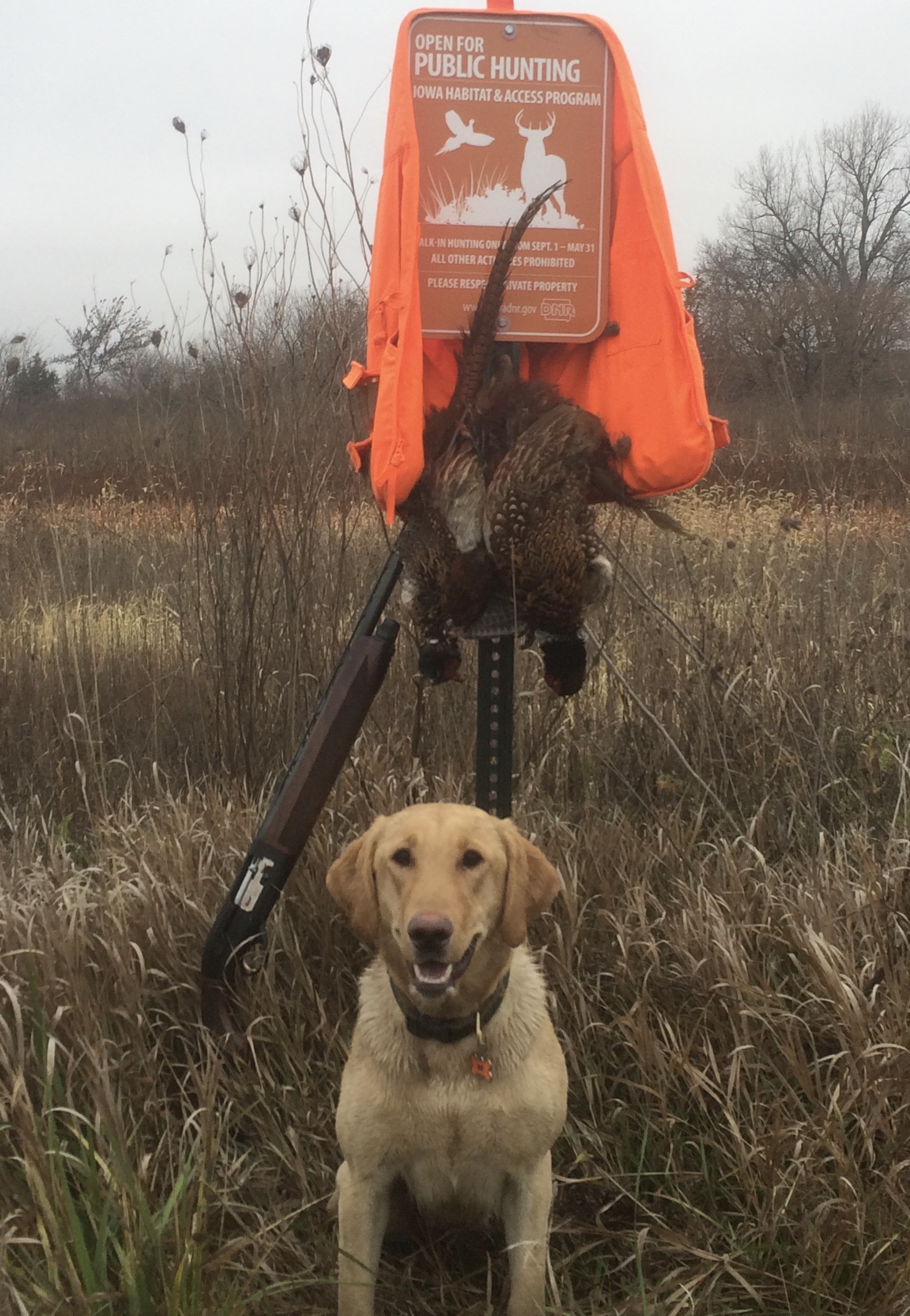 AC CPR Lock N Load's Boomin' Benelli | Yellow Labrador Retriver