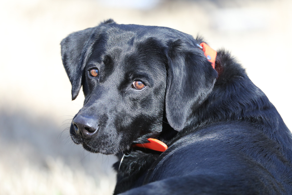 Margaret Ann Atkinson | Black Labrador Retriver