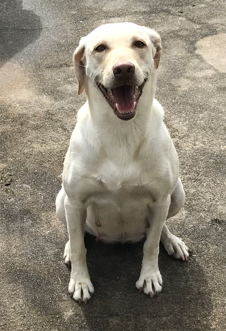 HRCH UH Greer's Lily Macgregor SH | Yellow Labrador Retriver