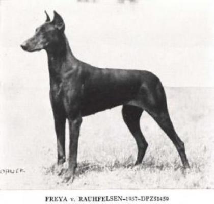 Freya v. Rauhfelsen | Black Doberman Pinscher