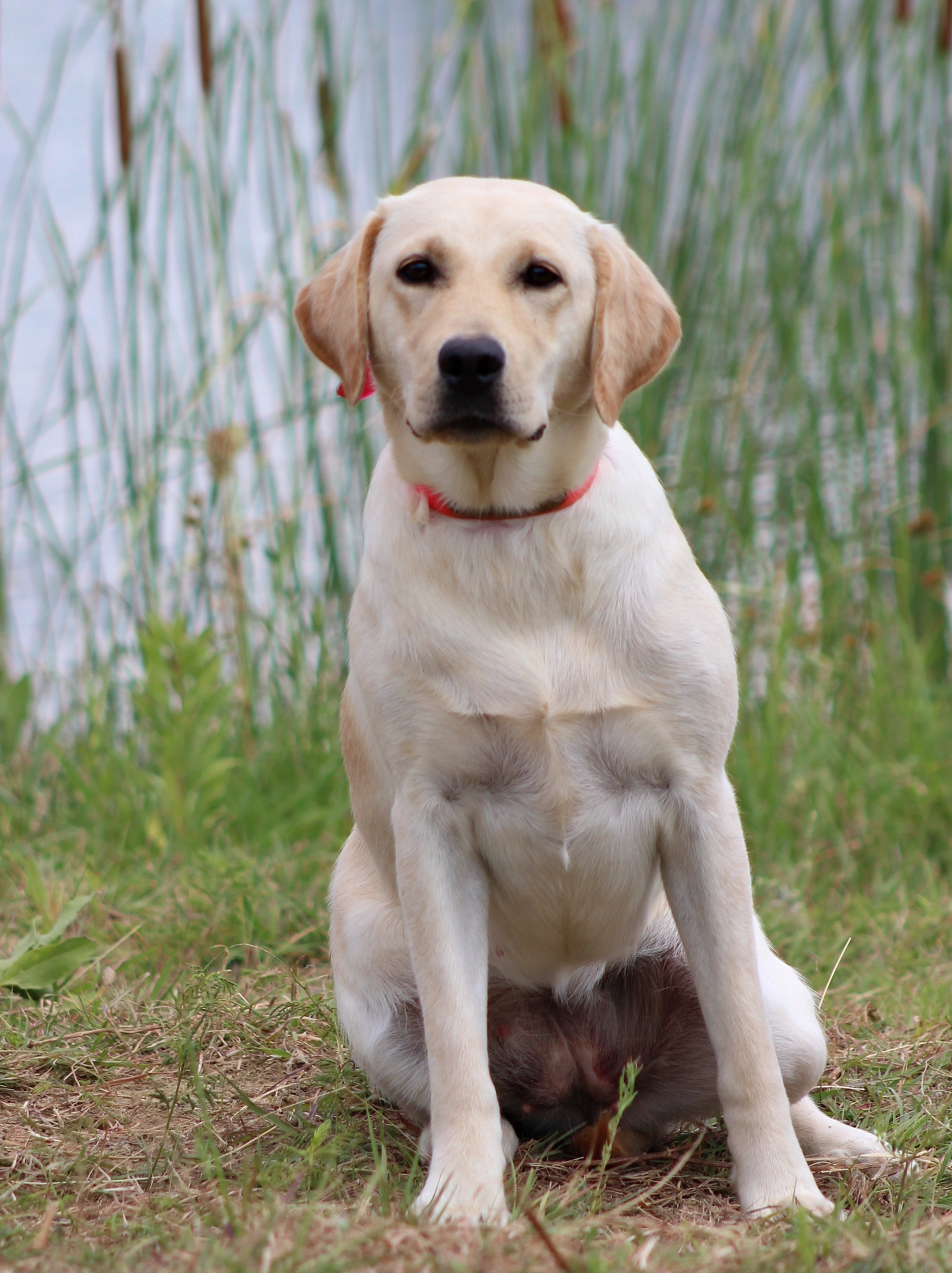 Sagecreek's Dally Up N Hunt | Yellow Labrador Retriver