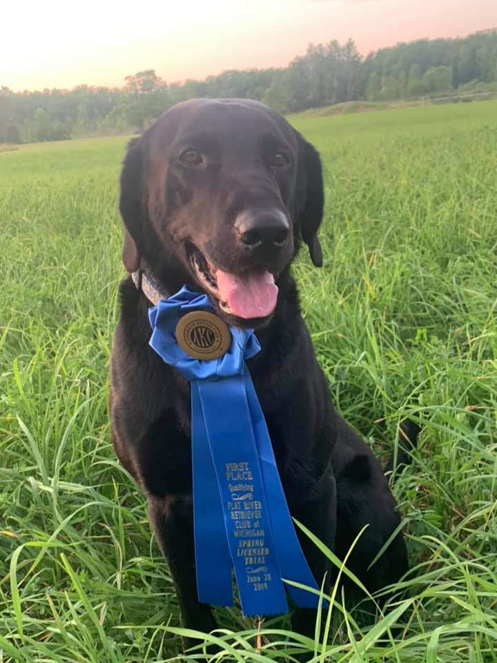 Grindstone’s Texas Connection QA2 | Black Labrador Retriver