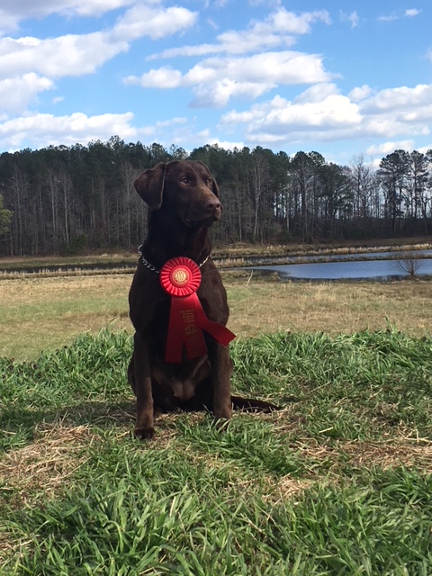 Morning Sun Voodoo Doll MH QAA | Chocolate Labrador Retriver