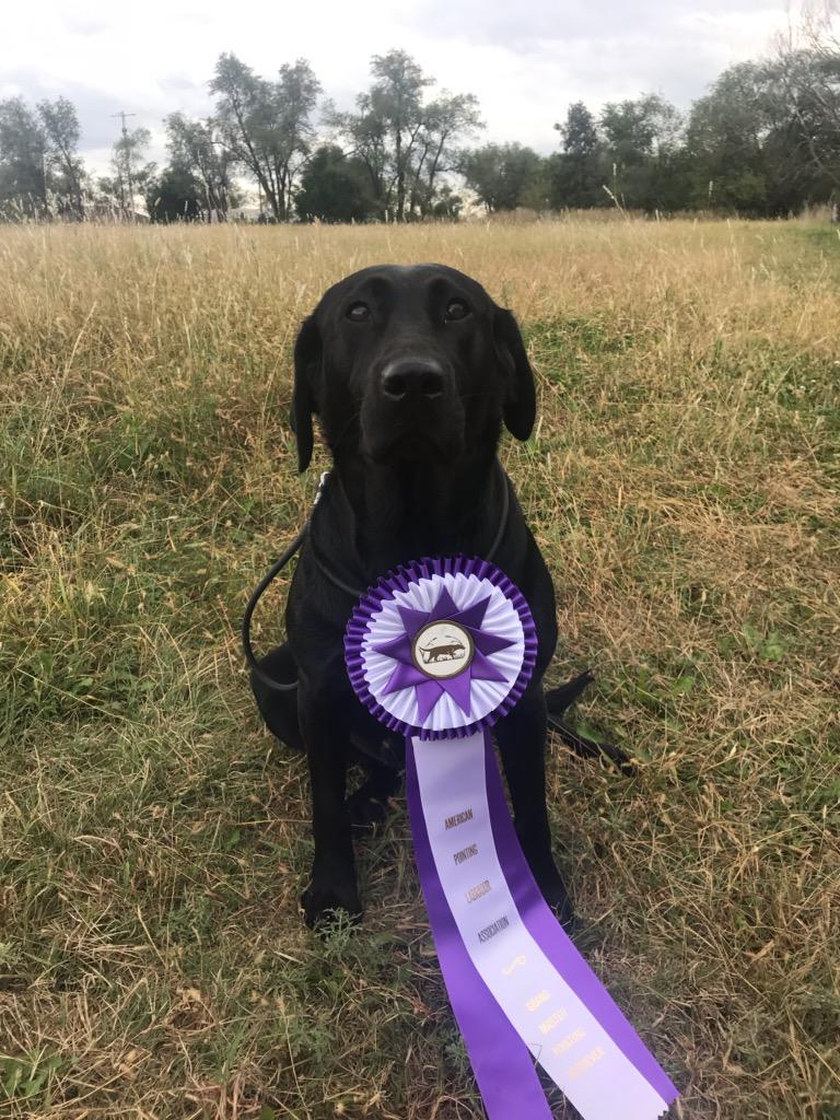 4xGMPR Iowa Pointing Labs Cat Town Casey SH | Black Labrador Retriver