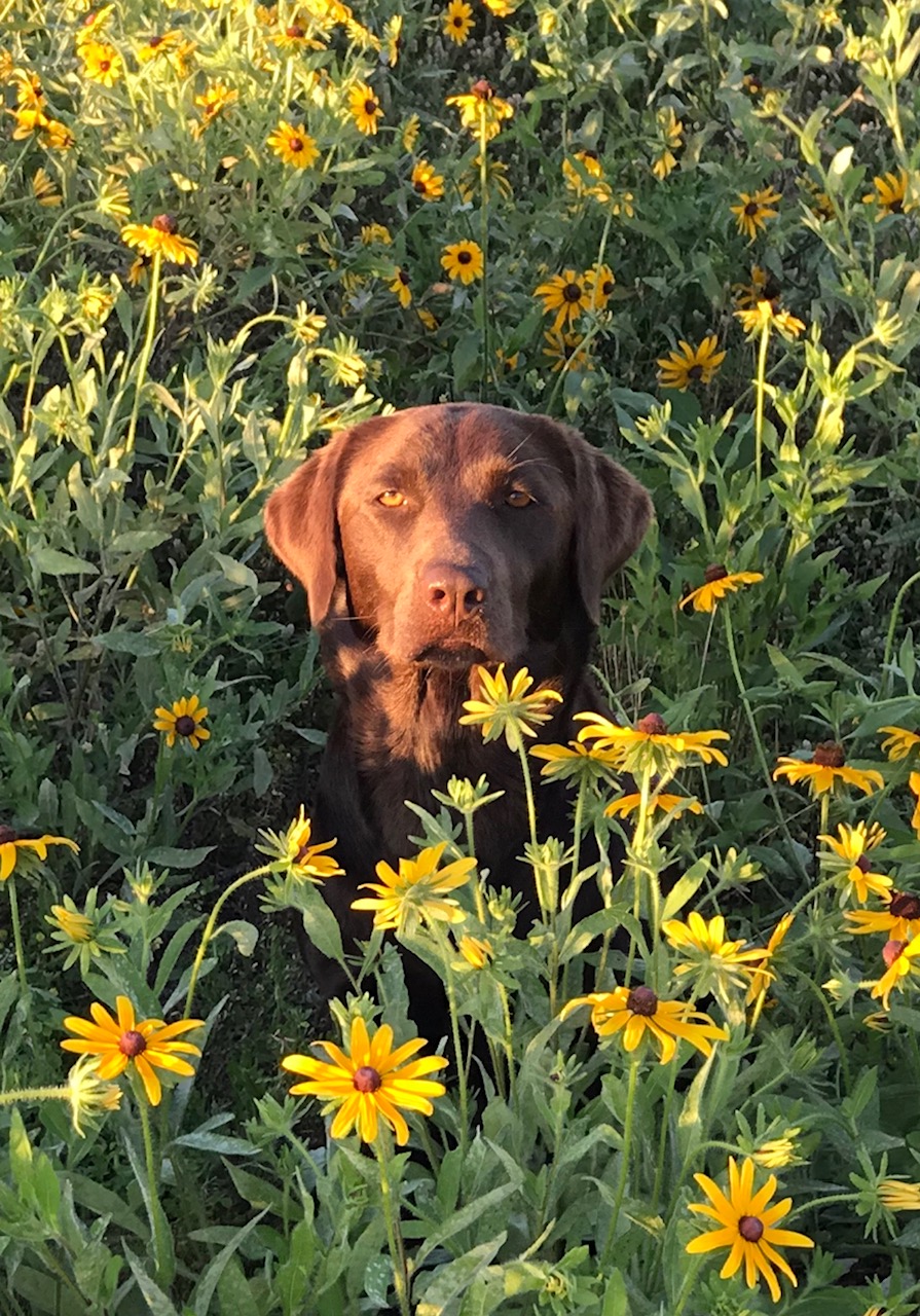 Laurel’s Lacey LeBlanc JH | Chocolate Labrador Retriver