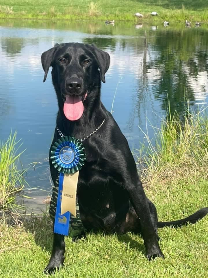 HRCH Laurel Cliff’s Leading Lady Tina MH | Black Labrador Retriver