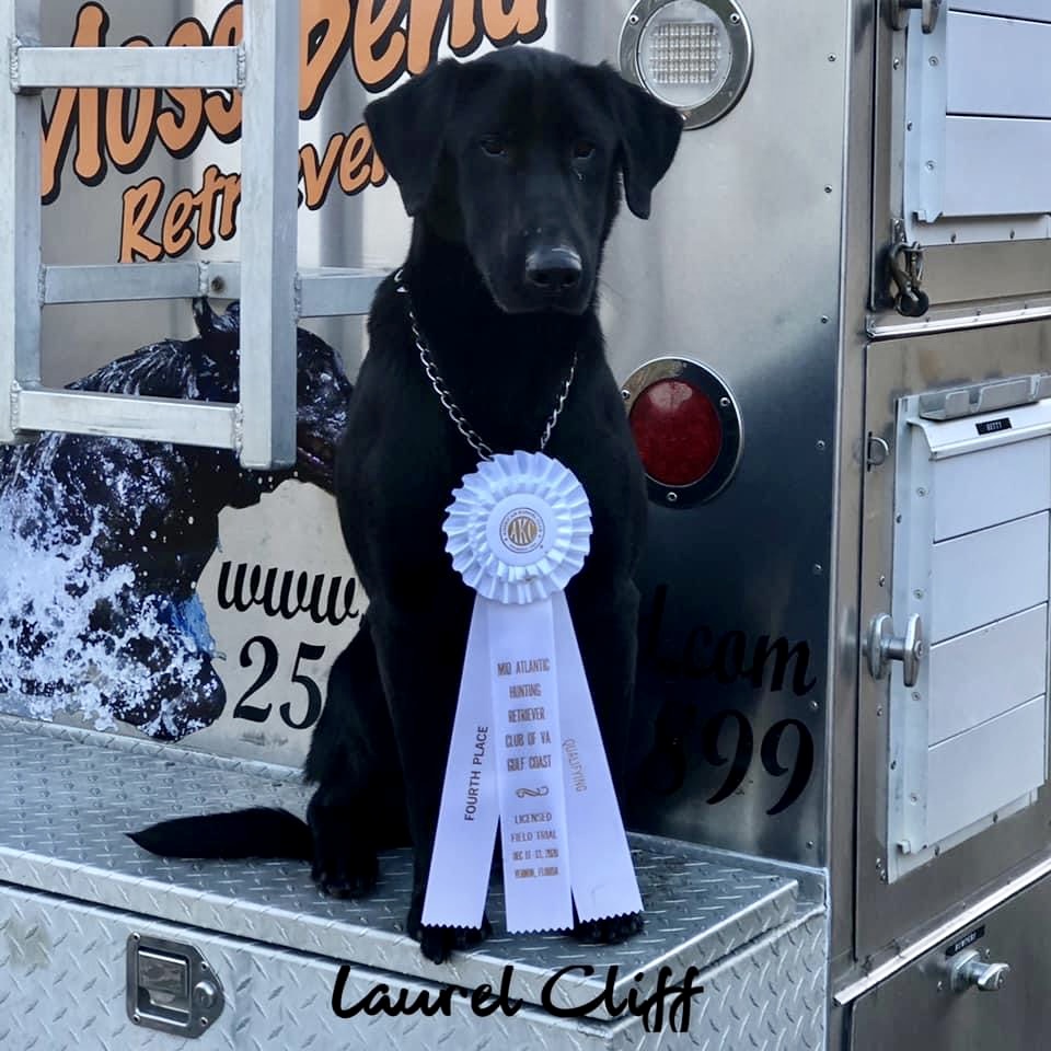 HRCH Laurel Cliff’s Leading Lady Tina MH | Black Labrador Retriver