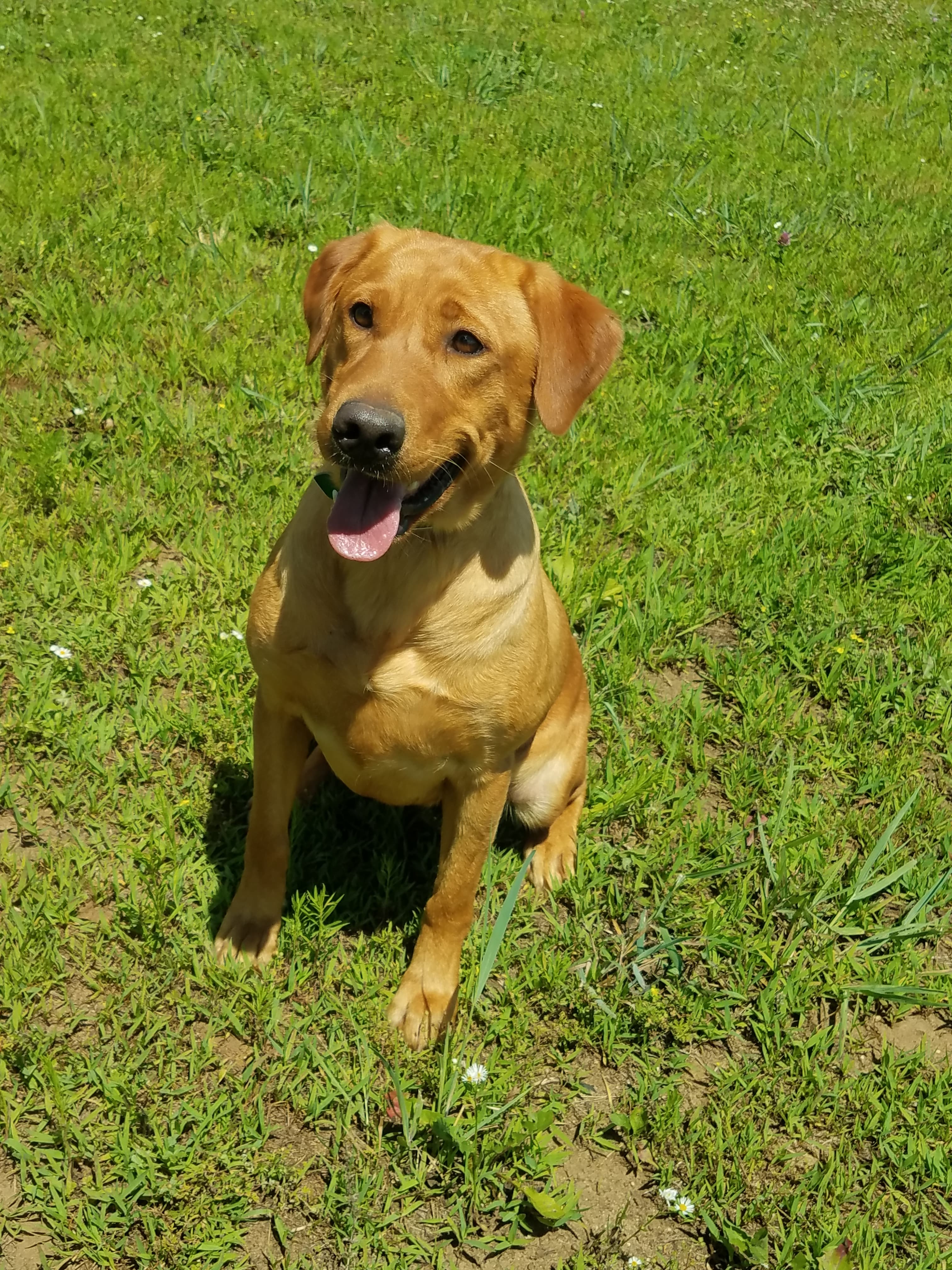 Red Hots Glowing Revival Of Spitfire | Yellow Labrador Retriver