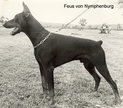 Feus v. Nymphenburg | Black Doberman Pinscher