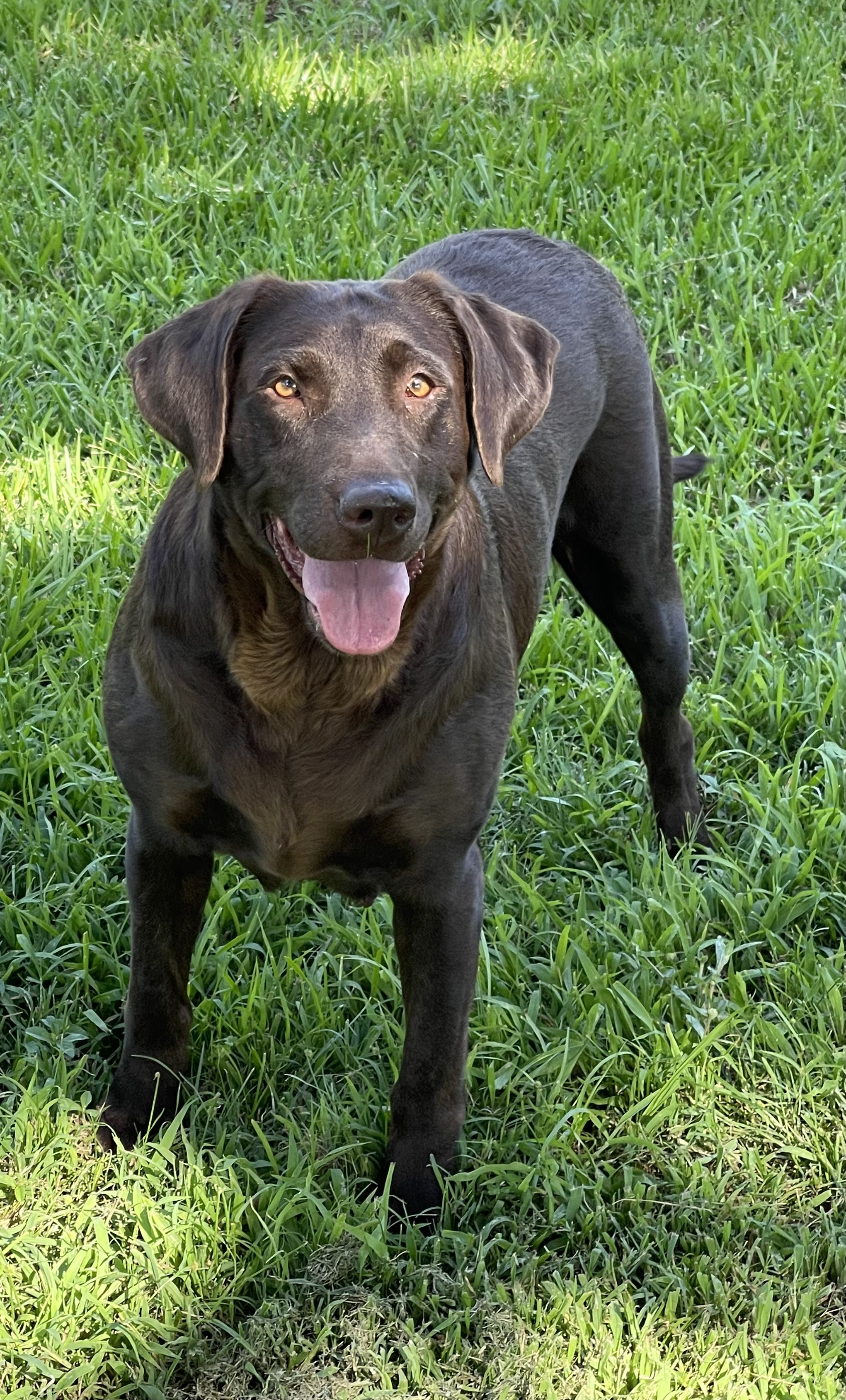 Red Hots Sweet Spot | Chocolate Labrador Retriver