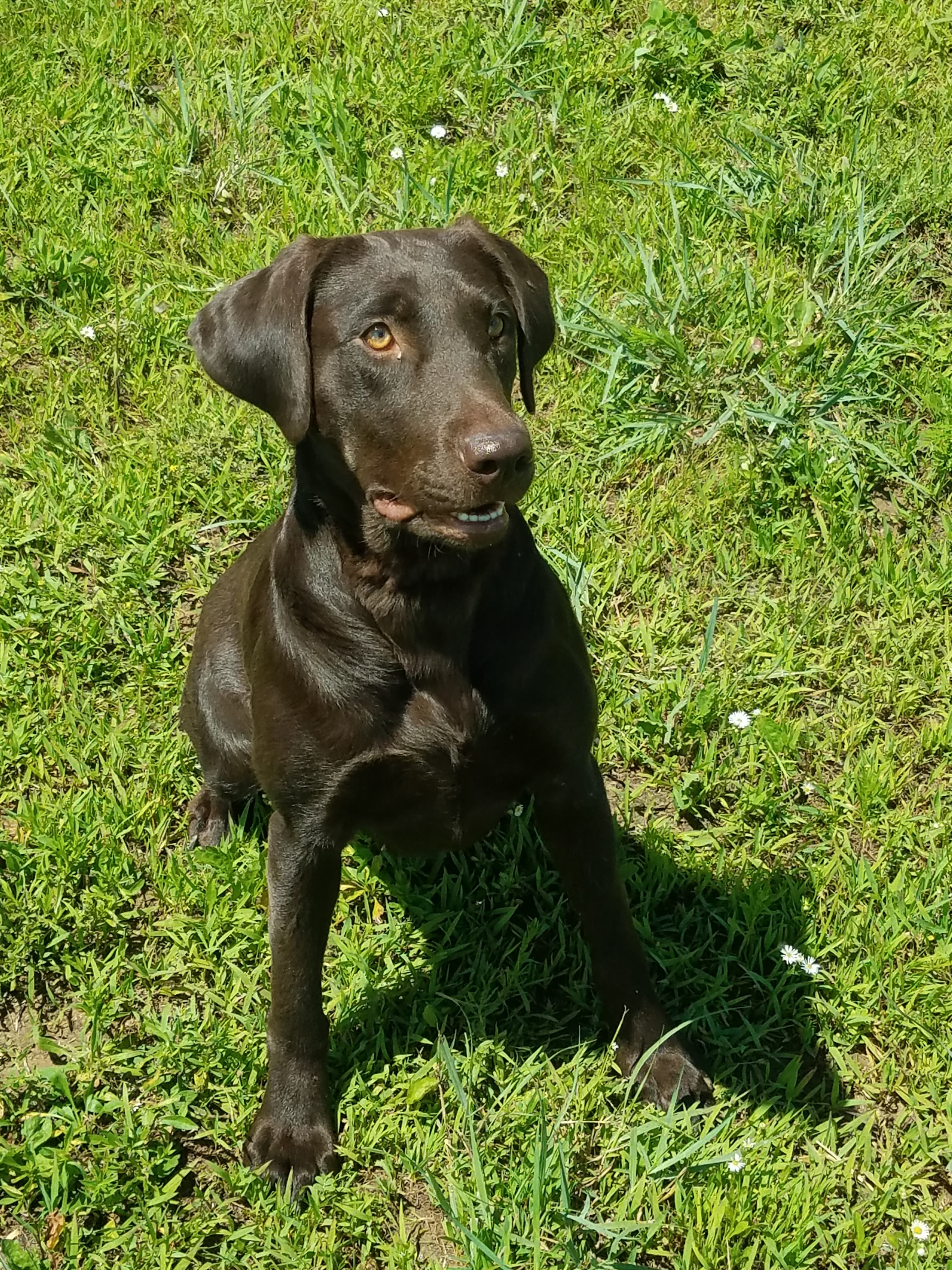 Red Hots Sweet Spot | Chocolate Labrador Retriver