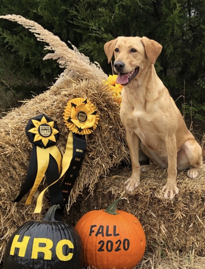 HRCH Honey's Dancin' For A Dollar MH | Yellow Labrador Retriver