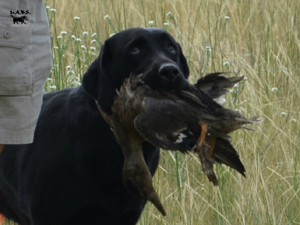 HR Justamere Jenny Wren SH WC | Black Labrador Retriver