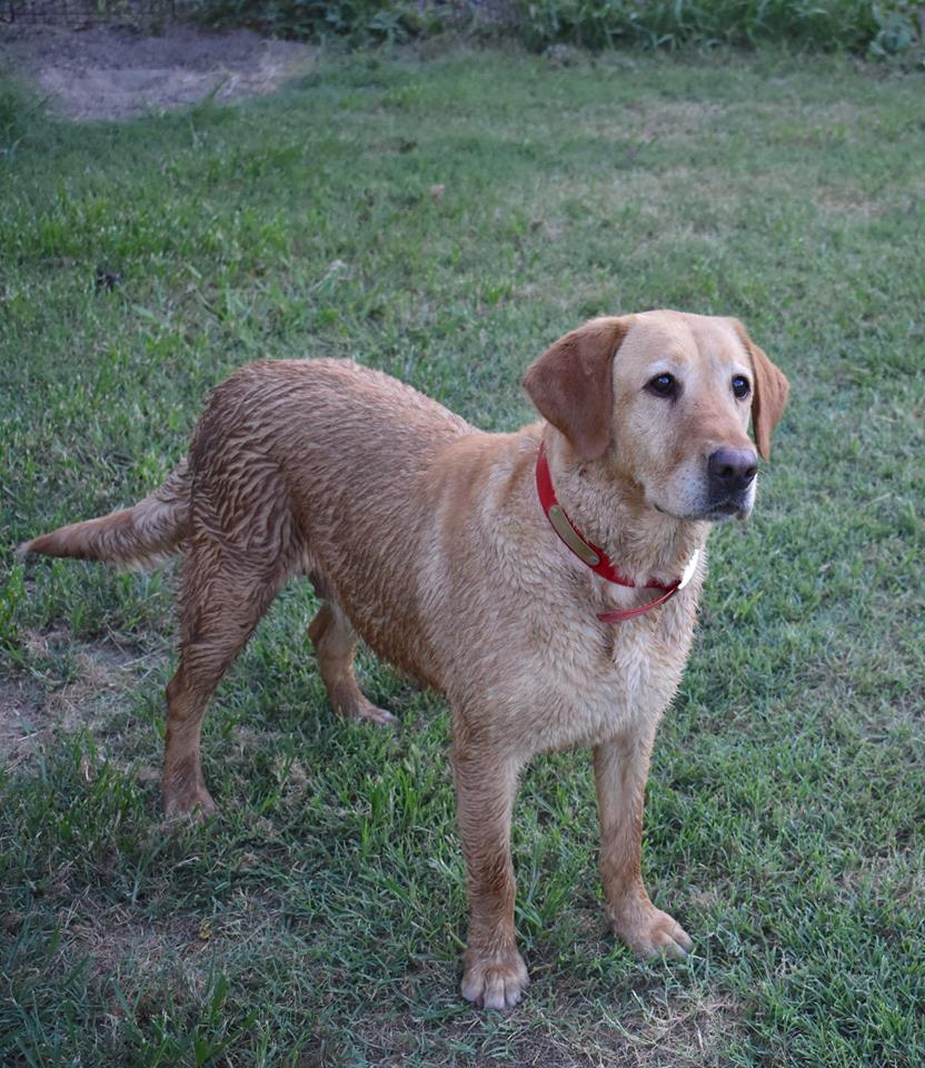 Hale's Avery Rough Waters | Yellow Labrador Retriver