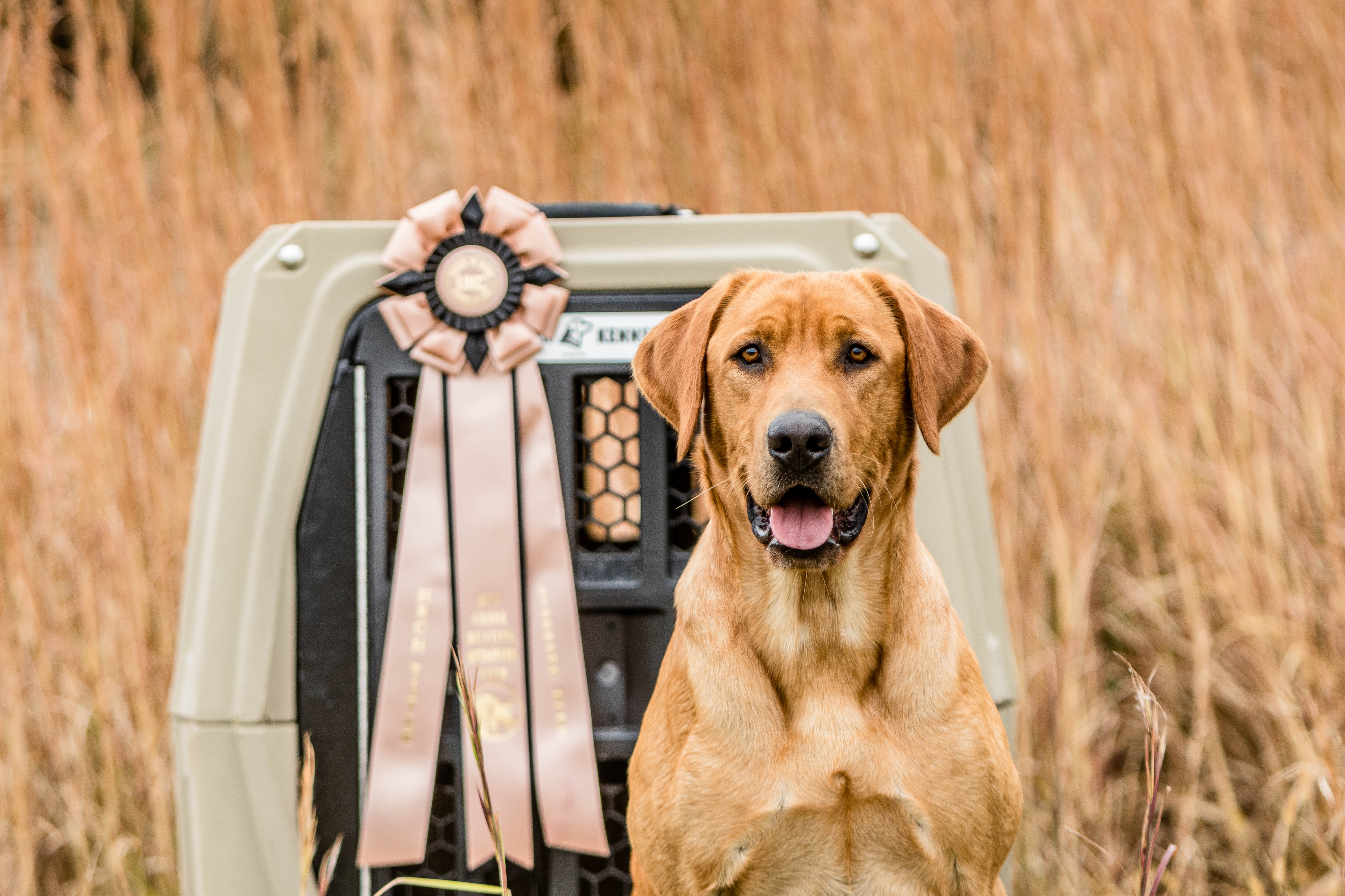 HRCH Big Muddy’s Jaxon 5 | Yellow Labrador Retriver