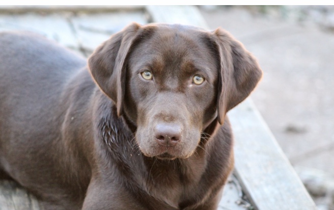 Buffalo Ridge’s Little Bear | Chocolate Labrador Retriver