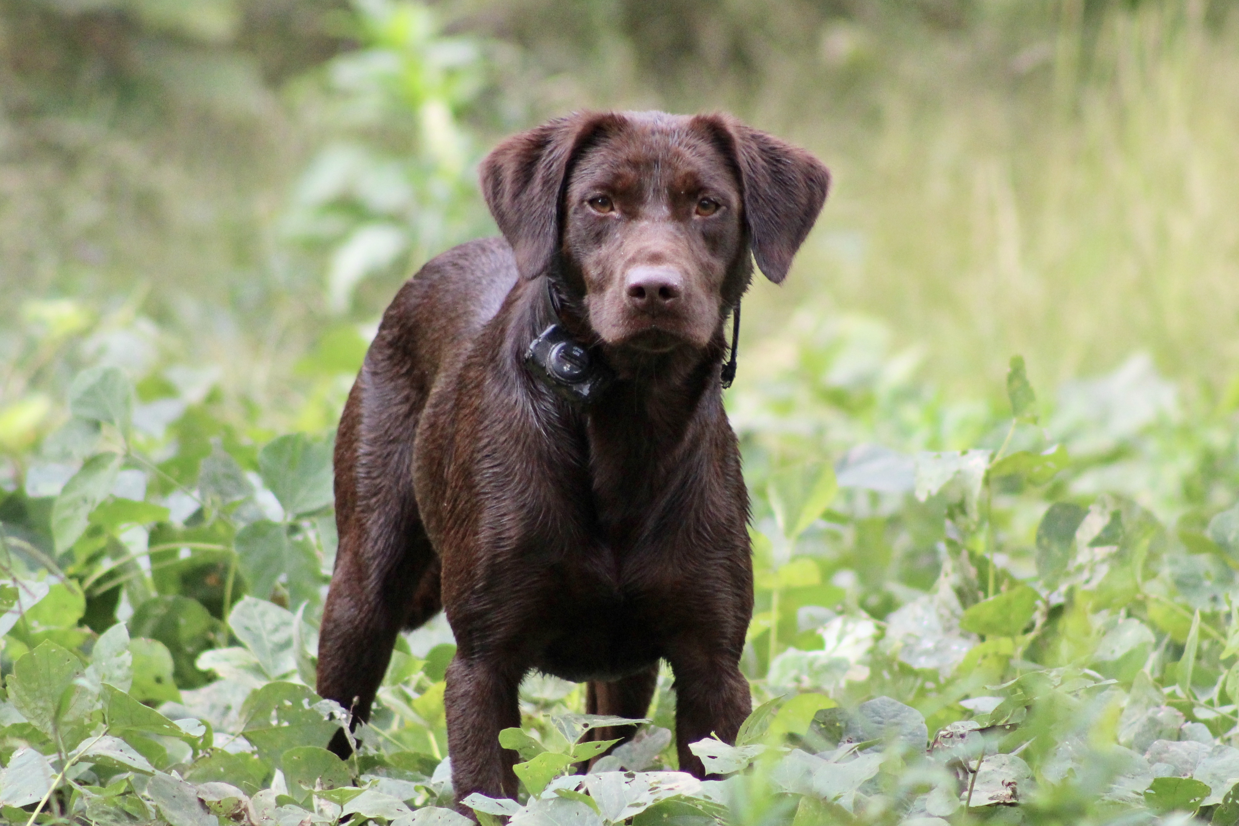 Buffalo Ridge’s Irish Whiskey DS | Chocolate Labrador Retriver